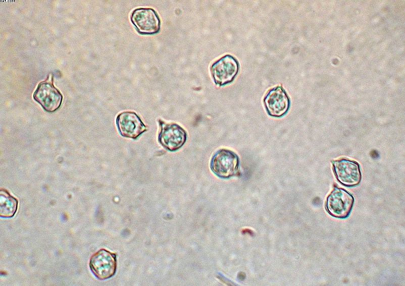 Oltingue  ( FRA )    24. Aprile 2005